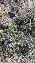 Astragalus iodanthus