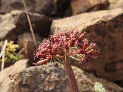 Lomatium minus