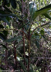 Dypsis poivreana