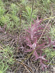 Castilleja affinis contentiosa