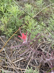 Castilleja affinis contentiosa