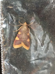 Hypsopygia costalis