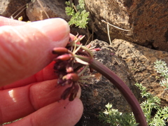 Lomatium minus