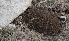 Thomomys talpoides