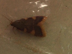 Hypsopygia costalis