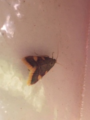 Hypsopygia costalis
