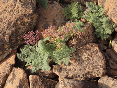 Lomatium minus