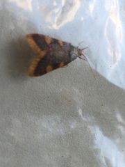 Hypsopygia costalis