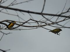 Euphonia chlorotica