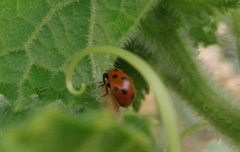 Dinocampus coccinellae
