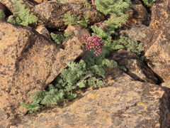 Lomatium minus