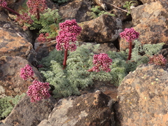 Lomatium minus