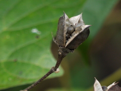 Azanza lampas