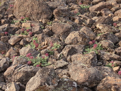 Lomatium minus