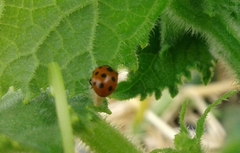 Dinocampus coccinellae paralysis virus