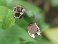Azanza lampas