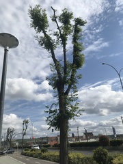Robinia pseudoacacia