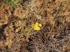 Lomatium simplex