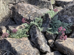 Lomatium minus