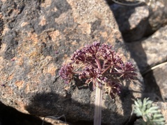 Lomatium minus