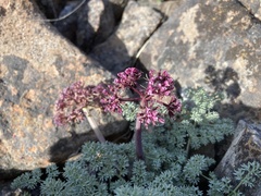 Lomatium minus