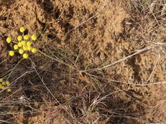 Lomatium simplex