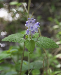 Scutellaria brachyspica