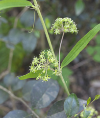 Smilax nipponica