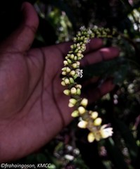 Dypsis poivreana