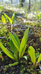 Primula meadia
