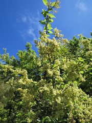 Plagianthus regius regius