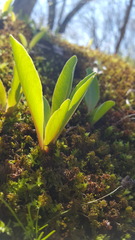 Primula meadia