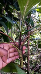 Dypsis poivreana