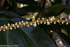 Dypsis poivreana