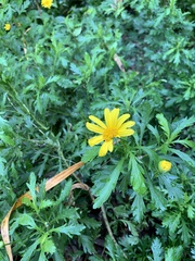 Euryops chrysanthemoides