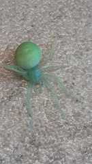 Araneus uniformis
