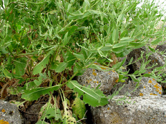 Centaurea polypodiifolia