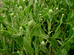 Centaurea polypodiifolia