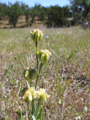 Lilieae