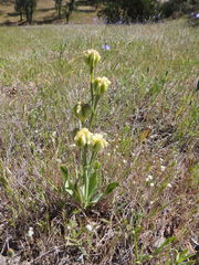 Lilieae