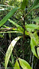 Dypsis poivreana