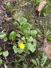 Ficaria verna