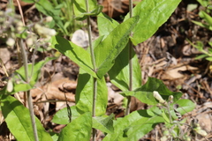 Penstemon pallidus