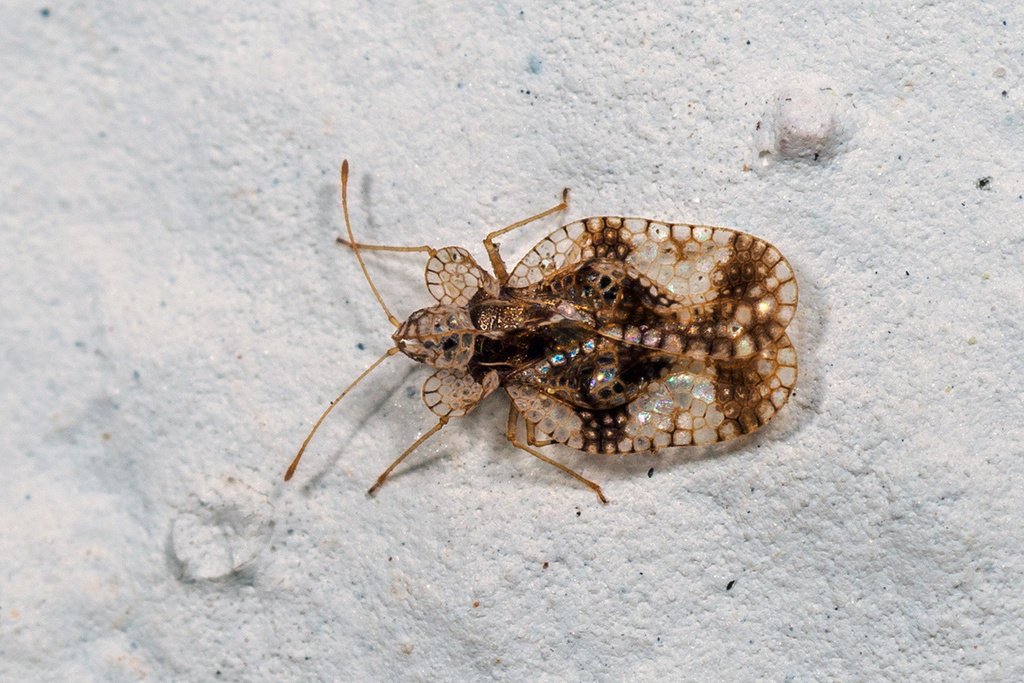 Pear Lace Bug