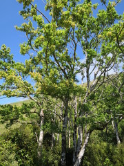 Plagianthus regius regius