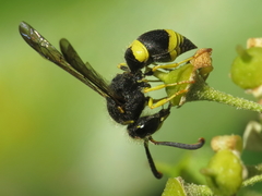 Ancistrocerus biphaleratus