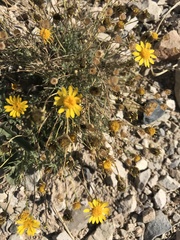 Thymophylla setifolia