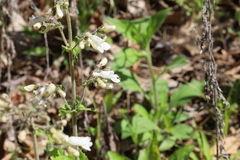 Penstemon pallidus