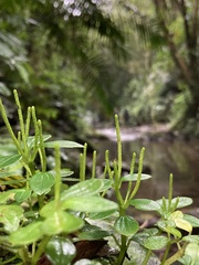 Peperomia rubrivenosa
