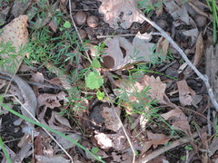 Perideridia americana